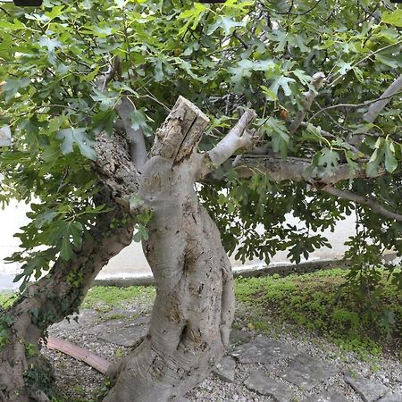 Grandpa Mate House Villa Dragove Dış mekan fotoğraf